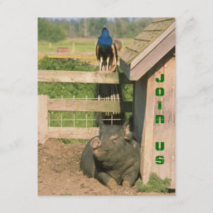 CONVITE DE PAZ E HOG DA FUN BARNYARD FAZENDA