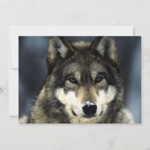 Convite de retrato de lobo