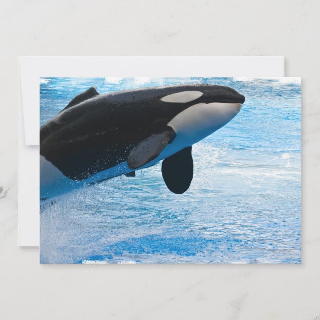 Convite de salto da baleia (Frente)