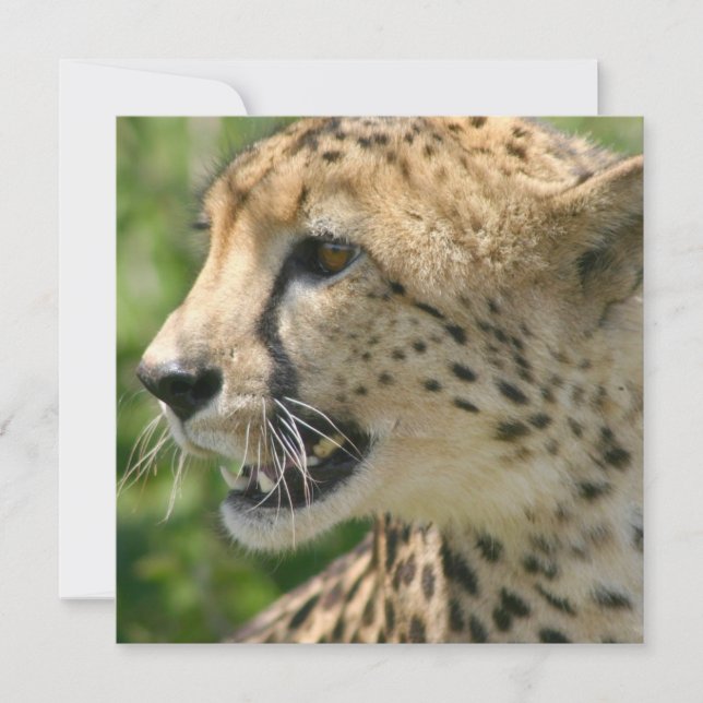 Convite do ataque da chita (Frente)