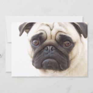 Convite do cão do Pug