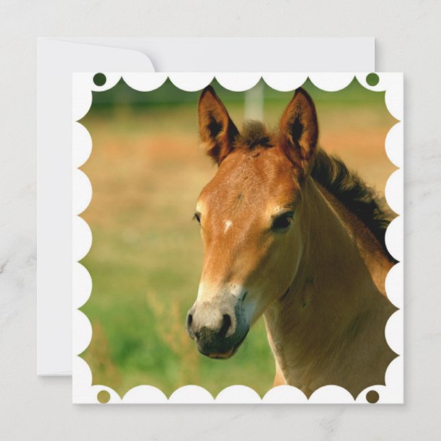 Convite do cavalo do potro (Frente)