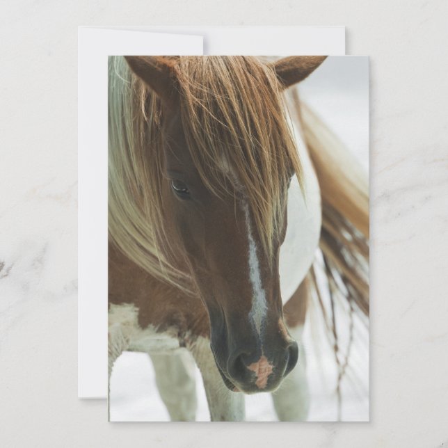 Convite do cavalo selvagem do mustang (Frente)