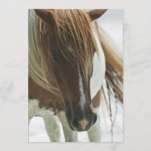 Convite do cavalo selvagem do mustang