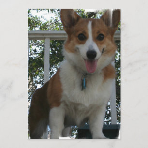 Convite do Corgi