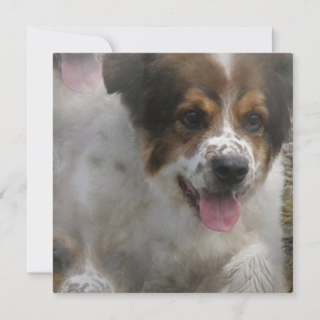 Convite do filhote de cachorro de Sheherd do (Frente)