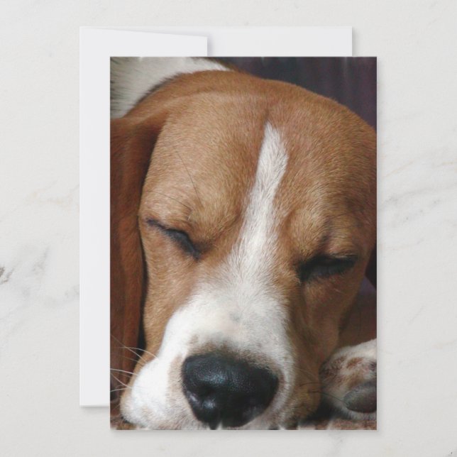 Convite do lebreiro Snoozing (Frente)