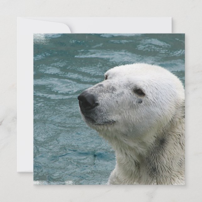 Convite do perfil do urso polar (Frente)