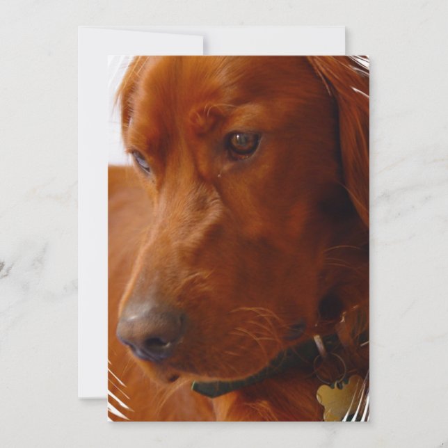 Convite do setter irlandês (Frente)