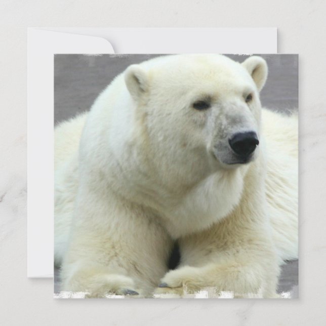 Convite do urso polar (Frente)