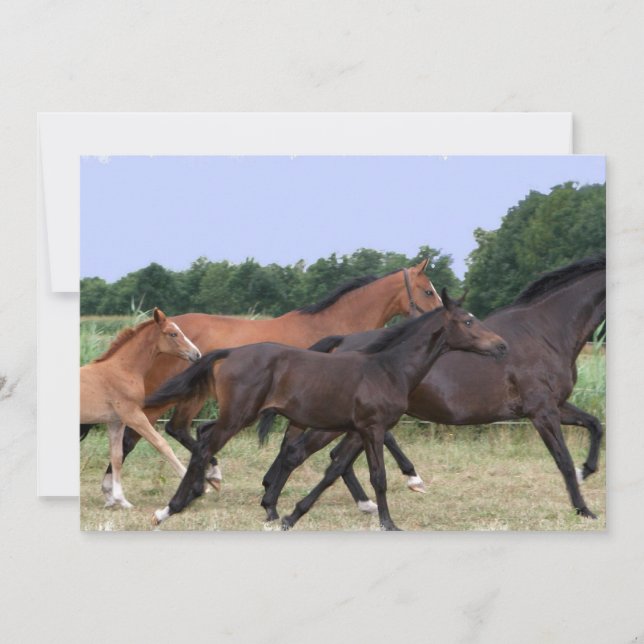 Convite dos cavalos selvagens (Frente)