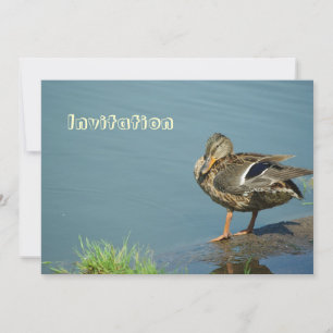 Convite Duck