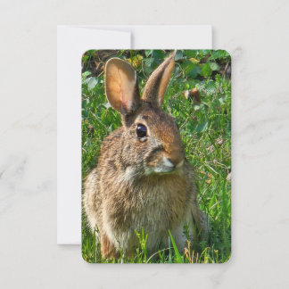 Convite Eastern cottontail rabbit