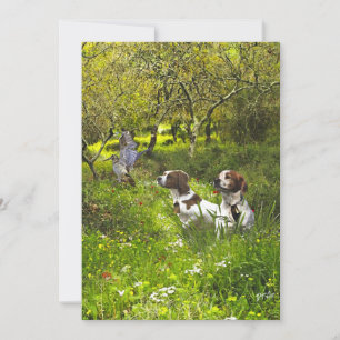 Convite Epagneul Breton, Bretanha Spaniel