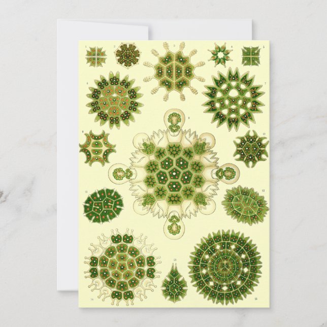 Convite esporos de Ernst Haeckel (Frente)