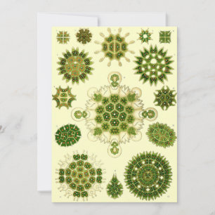 Convite esporos de Ernst Haeckel
