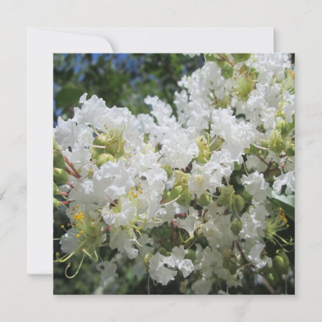 Convite Fechamento da árvore de violação (Frente)