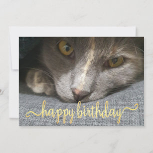 Convite feliz aniversário, fofa de gato bonitinho, caligr