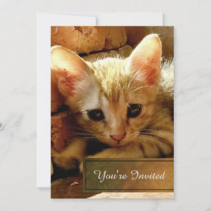 Convite Festa de Gatinho