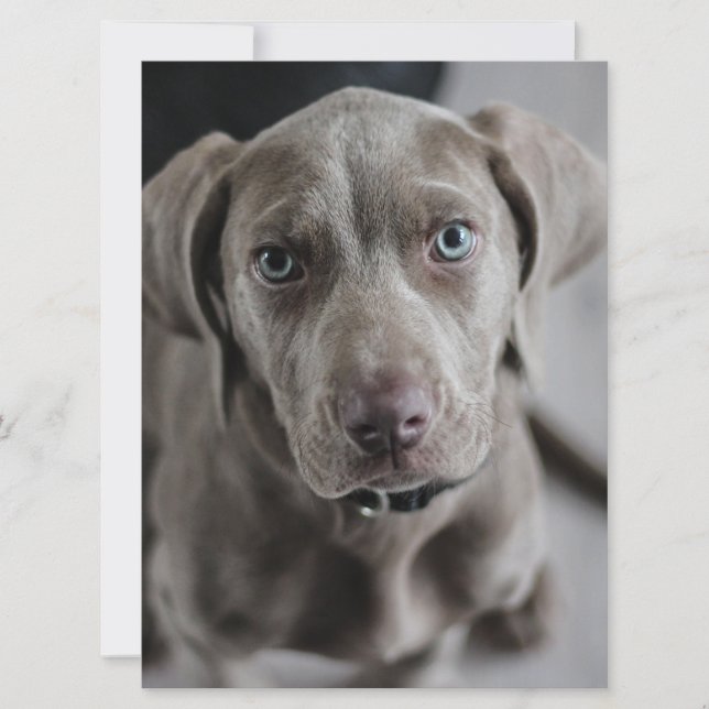 Convite filhote de weimaraner (Frente)