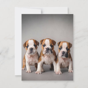 Convite Filhotes de Bulldog Fofos Presente para Amantes