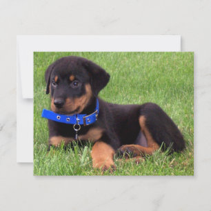 Convite filhotes de cachorro do rottweiler
