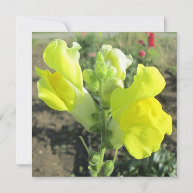 Convite Flor Amarelo Snapdragon (Frente)