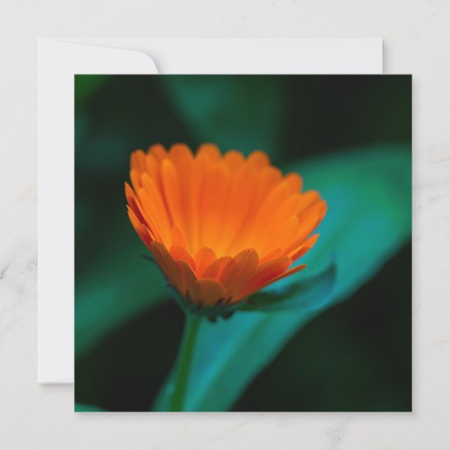 Convite Flor de margarida laranja (Frente)