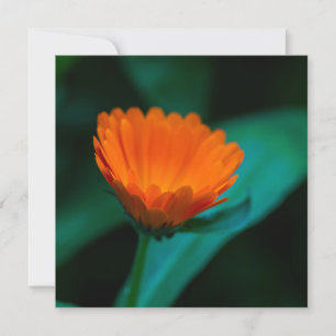 Convite Flor de margarida laranja