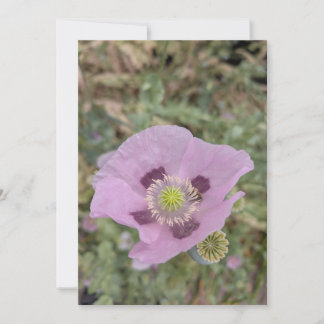 Convite Flor de Papoula Rosa Suave em Flor com Abelha