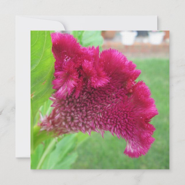 Convite Flor Vermelho Cockscomb Celosia (Frente)
