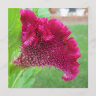 Convite Flor Vermelho Cockscomb Celosia
