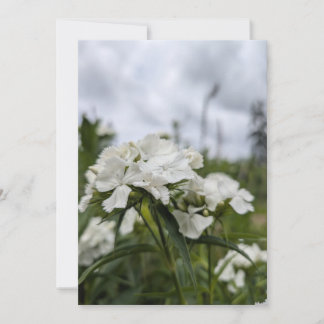 Convite Flores Brancas de Dianthus sob um Céu de Verão