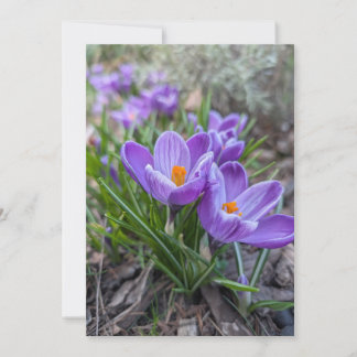 Convite Flores de Crocus