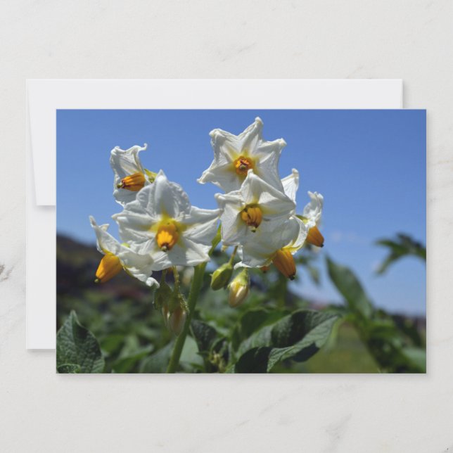 Convite Flores estreladas Solanum tuberosum   (Frente)