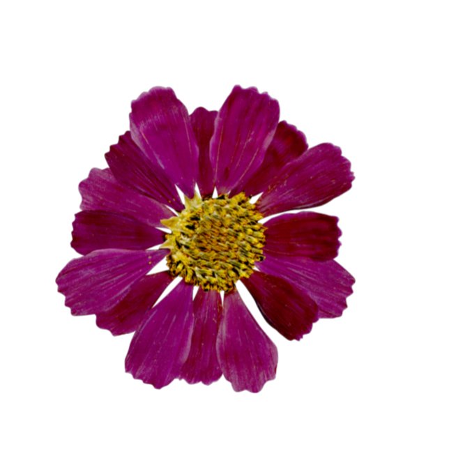 Convite Flores secas Chá de panela de Aquarela (Criador carregado)