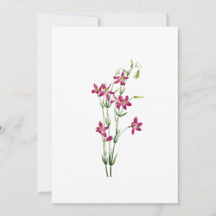 Convite Flores Vintage - Centaurium por Mary Vaux Walcott