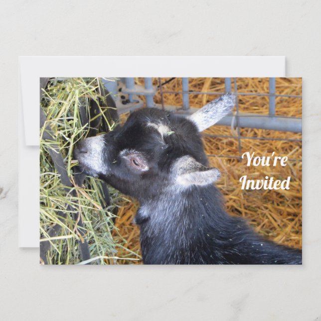 Convite Foto de Cabra Negra Bestial Comendo Cabra (Frente)