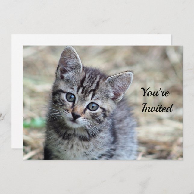 Convite Foto do dia de aniversário de Kitten Tabby (Frente/Verso)