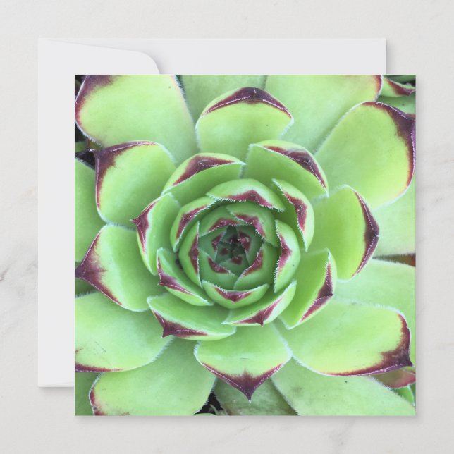Convite Fotografia de Suculenta Verde e Roxo Escuro Casame (Verso)