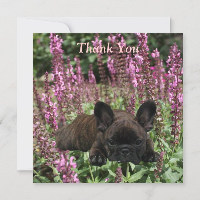 Convite Französische Bulldoggen Postkarte Thank You (Frente)