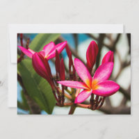 Fundo de flor exótica plumeria em flor