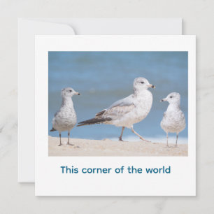 Convite Gaivotas-de-bico-pretas. Este canto do mundo