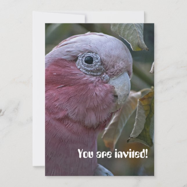 Convite Galah ou Cacatua de Peito Rosado (Frente)