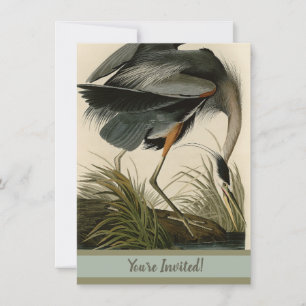 Convite Garça-azul-grande de Audubon Marsh Bird