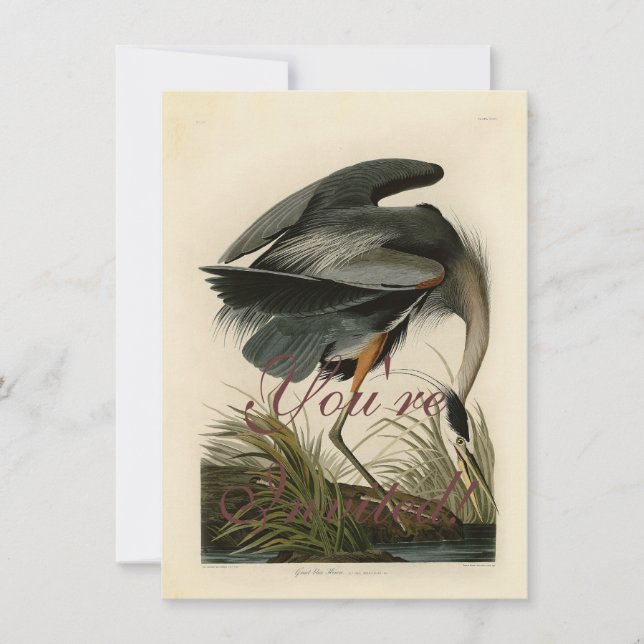 Convite Garça-azul-grande de Audubon Marsh Bird (Frente)