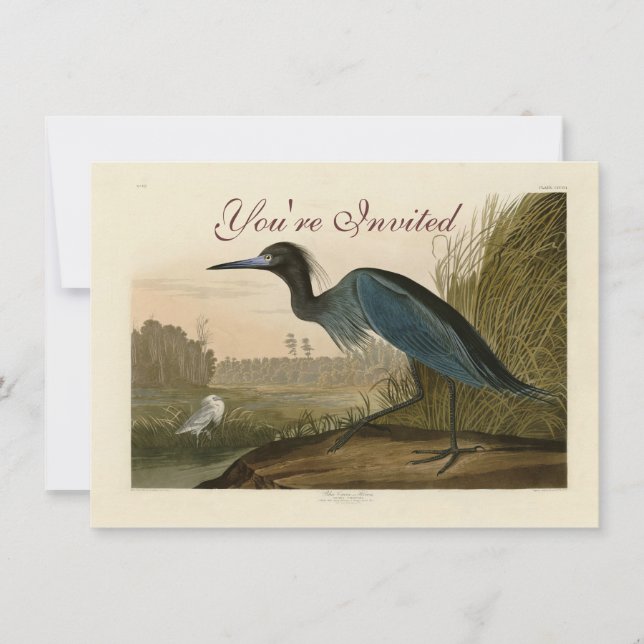 Convite Garça Azul Grou Impressão Audubon Arte Costeira (Frente)