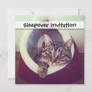 Convite Gatinho Tabby Em Fotografia De Fechamento De Hut