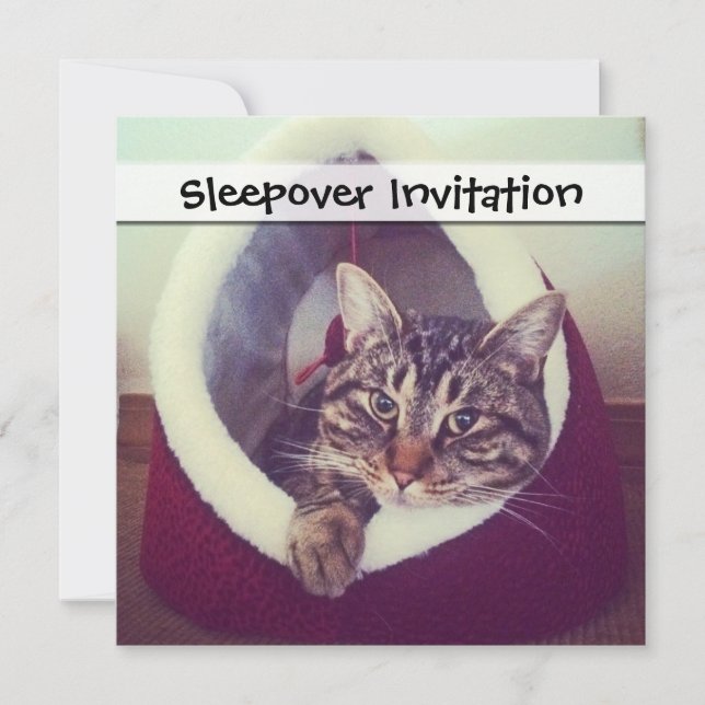 Convite Gatinho Tabby Na Fotografia De Fechamento Do Hut (Frente)