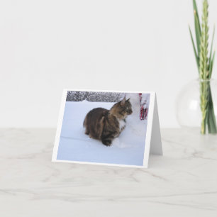 Convite gato da floresta norueguesa na neve